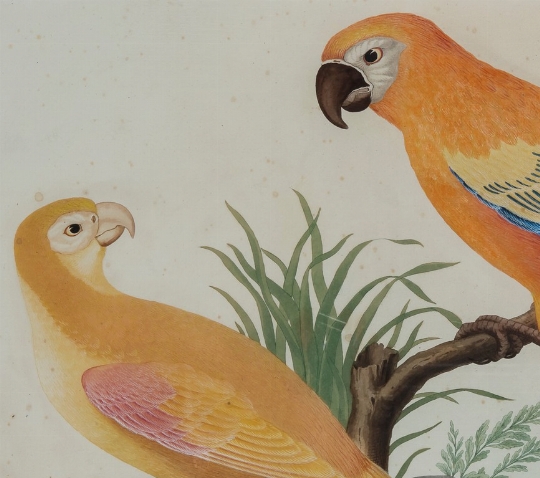 Vittorio Raineri, a) 'Due pappagalli su un ramo'; b) 'Una ghiandaia e un uccello fantastico' 