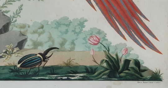 Vittorio Raineri, a) 'Due pappagalli su un ramo'; b) 'Una ghiandaia e un uccello fantastico' 